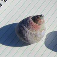 Image of opal jewel topsnail