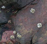 Image of New Zealand barnacle