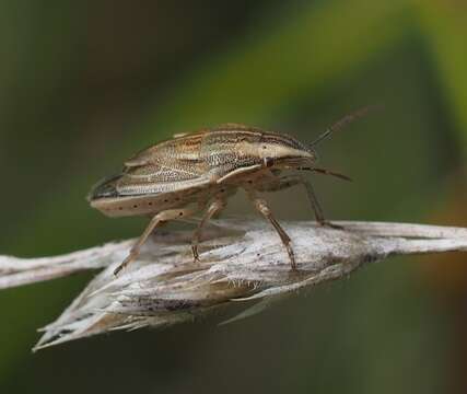 Image of Aelia acuminata (Linnaeus 1758)