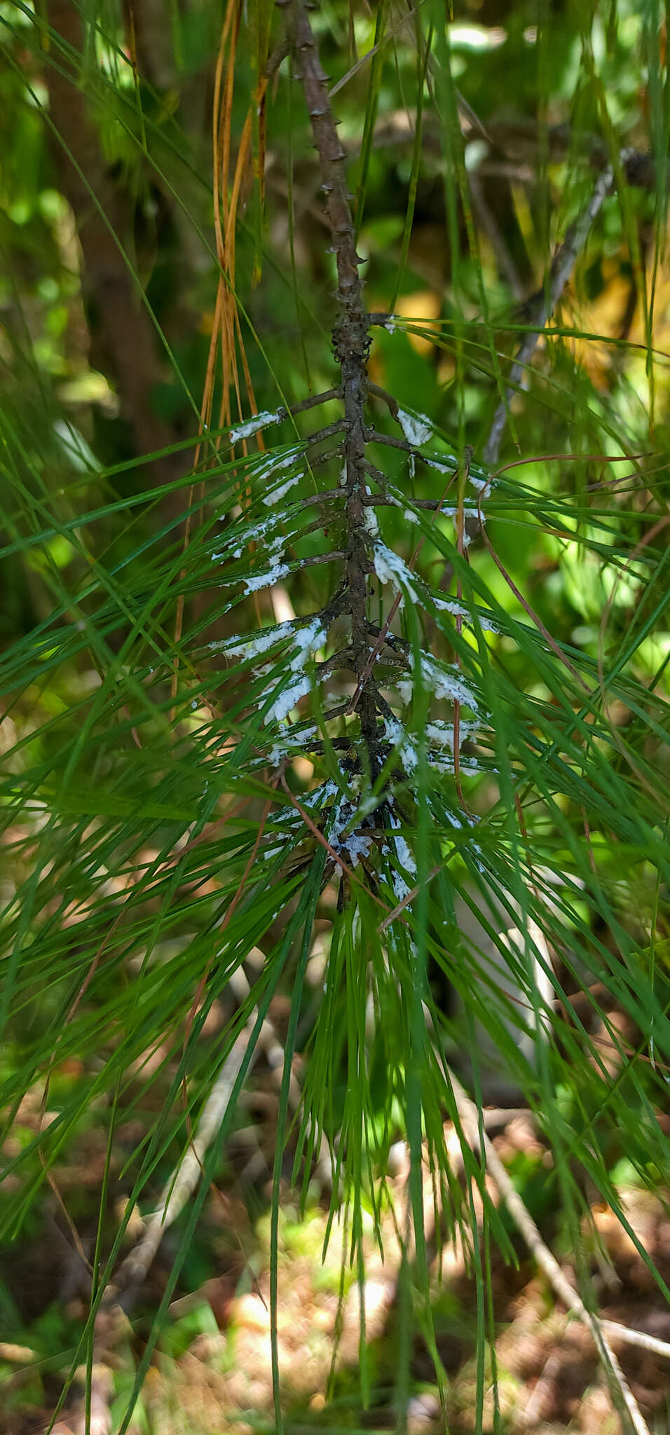 Image of Pine aphid