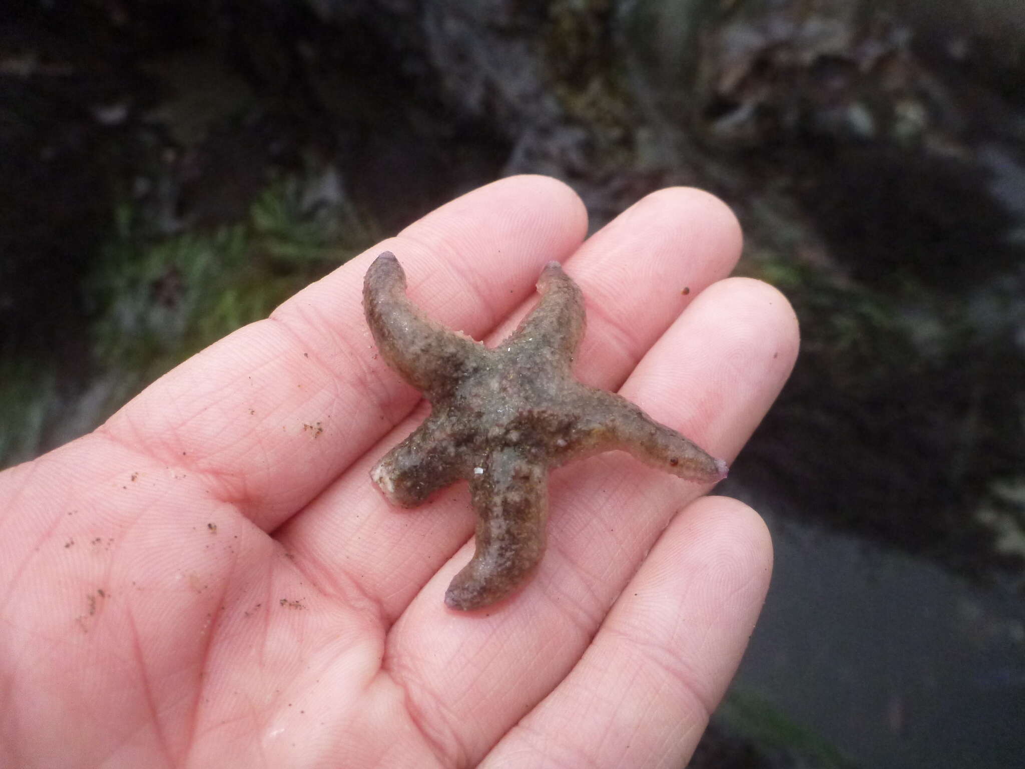 Слика од Pisaster brevispinus (Stimpson 1857)