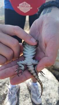 Image of Granite Spiny Lizard