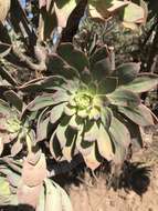 Image of Aeonium percarneum (Murray) J. Pitard & L. Proust