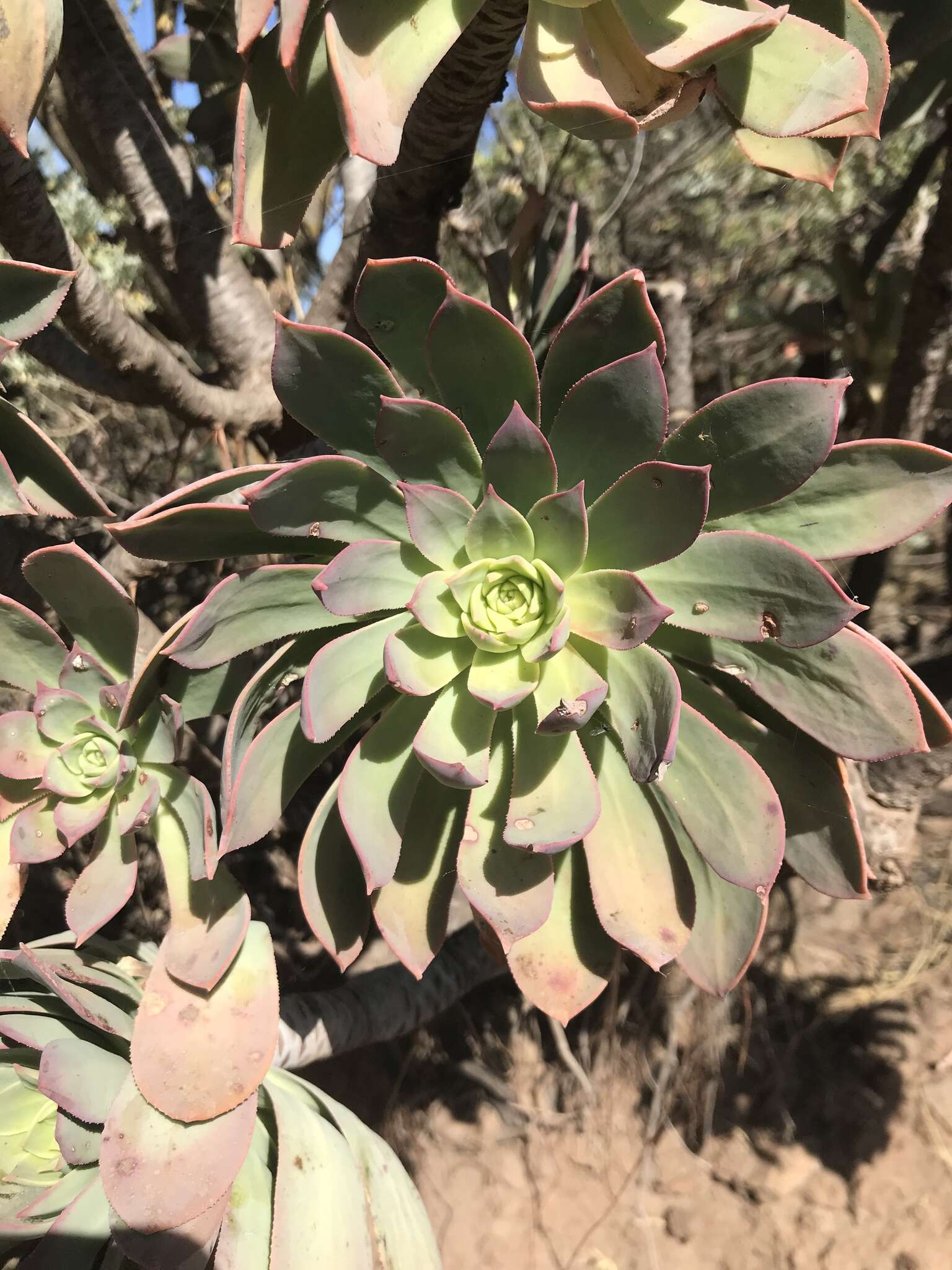 Image of Aeonium percarneum (Murray) J. Pitard & L. Proust