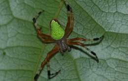 Image of Eriophora nephiloides (O. Pickard-Cambridge 1889)