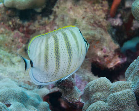 Image of Multiband Butterflyfish