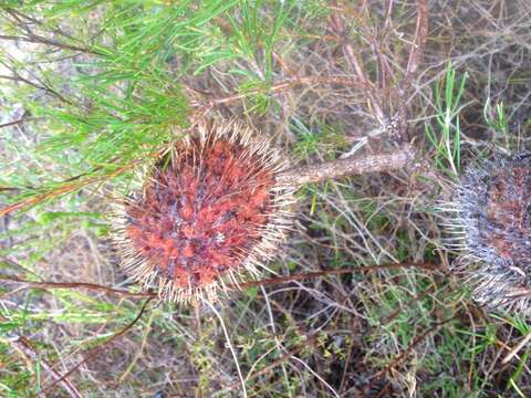 Imagem de Banksia telmatiaea A. S. George