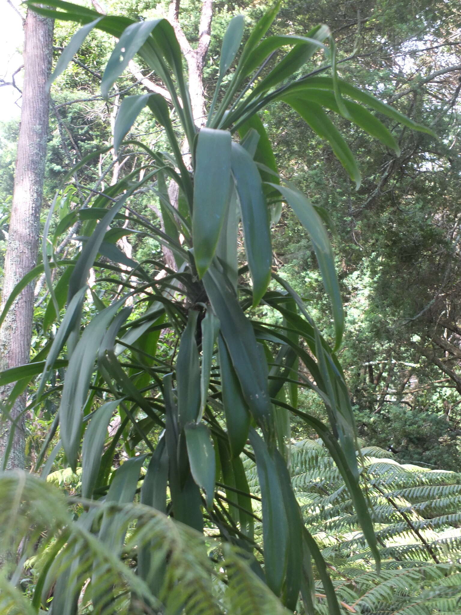 Imagem de Cordyline rubra Otto & A. Dietr.