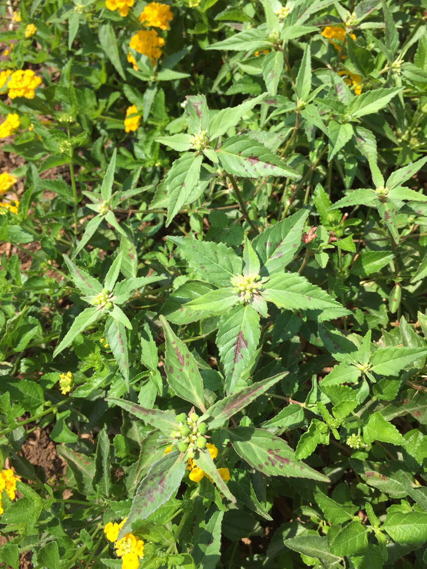 Слика од Euphorbia dentata Michx.