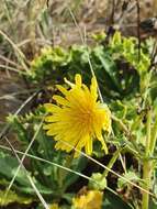 Image of Sonchus megalocarpus (Hook. fil.) J. Black