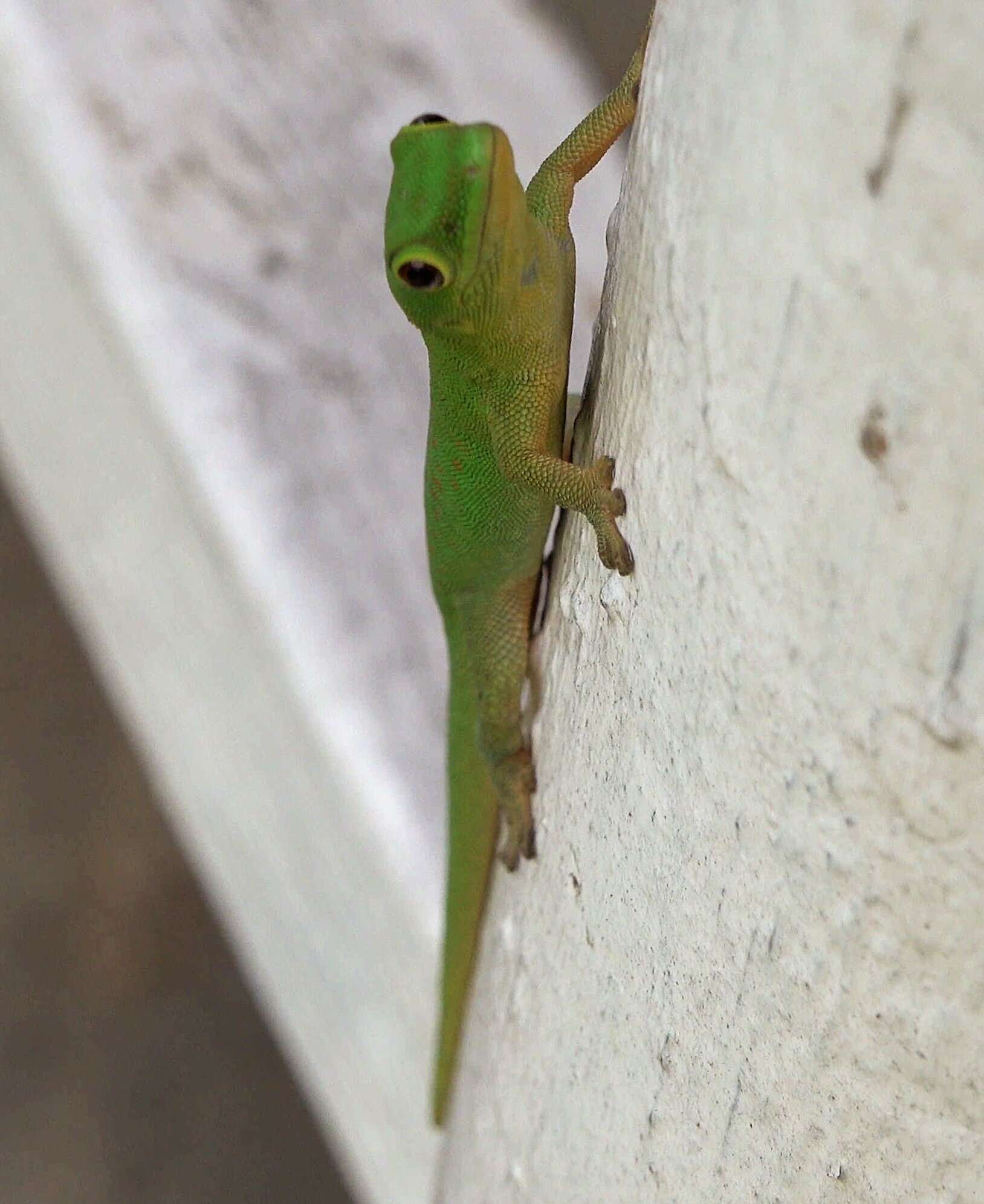 Imagem de Phelsuma v-nigra v-nigra Boettger 1913