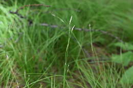 Image of Carex ussuriensis Kom.