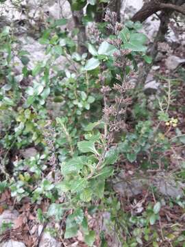 Sivun Teucrium flavum subsp. flavum kuva