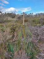 Image of Xanthorrhoea resinosa Pers.