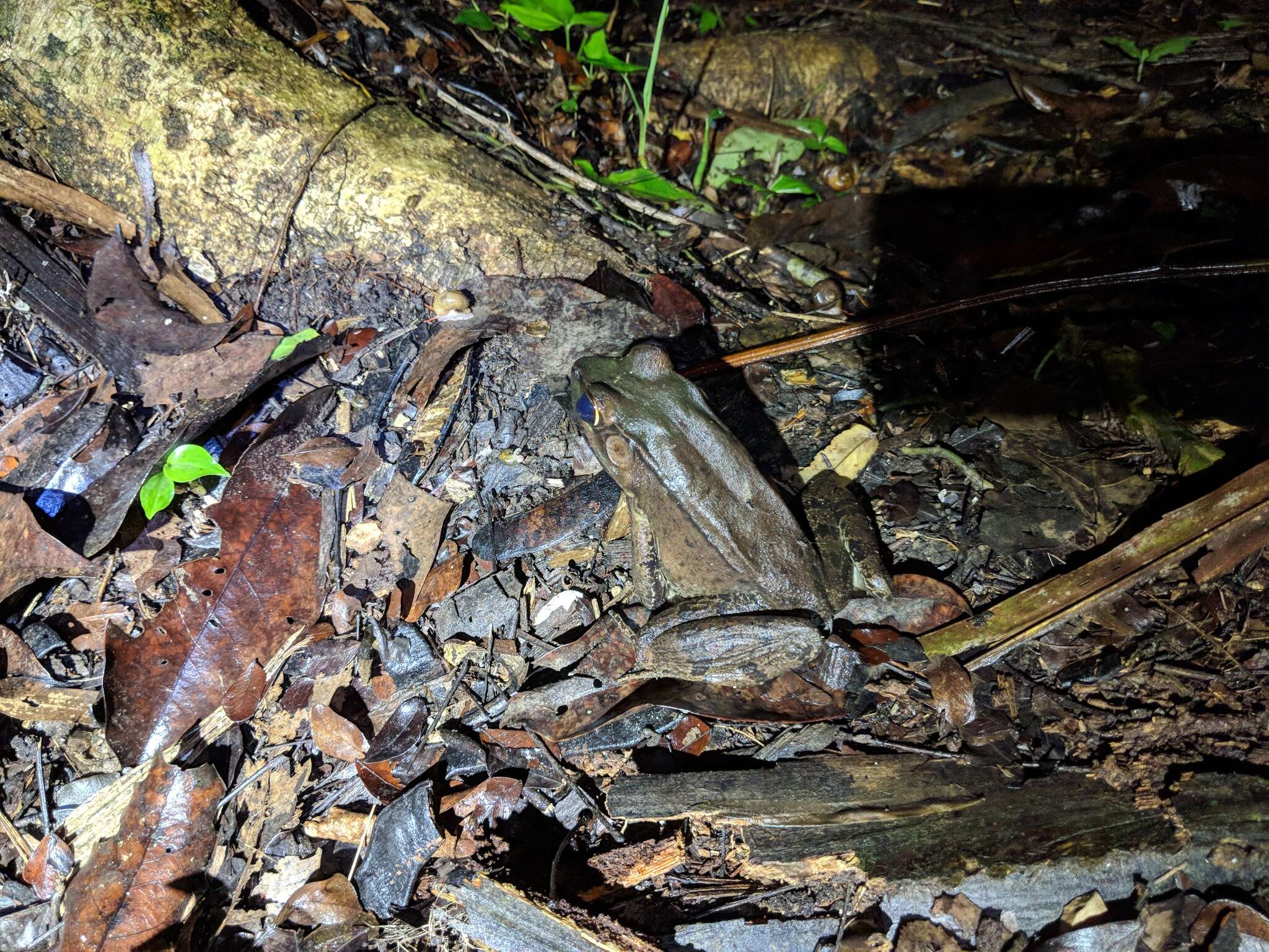 Image of Lithobates brownorum (Sanders 1973)