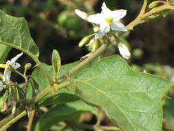 Image of Solanum ferrugineum Jacq.