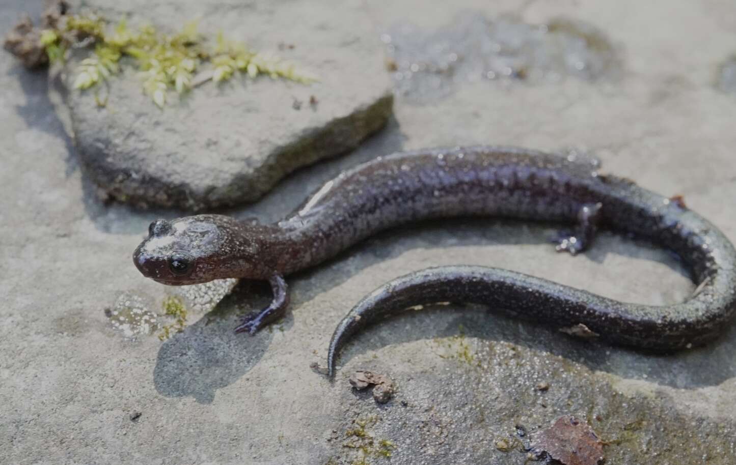 صورة Plethodon electromorphus Highton 1999