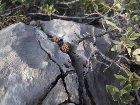 Image of Wright's stonecrop