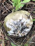 Image of Russula atroglauca Einhell. 1980