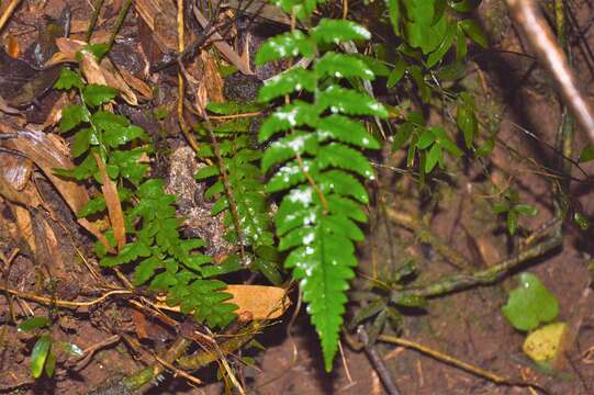 Image of Polystichum subintegerrimum (Hook. & Arn.) R. Rodr.