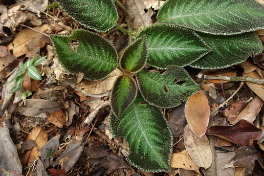 Imagem de Nautilocalyx cordatus (Gleason) L. E. Skog