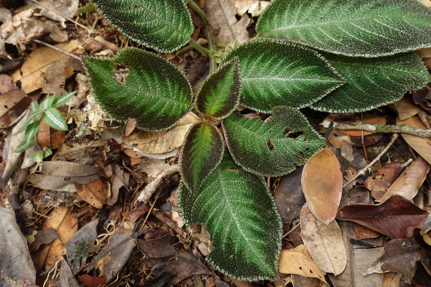 Image of Nautilocalyx cordatus (Gleason) L. E. Skog