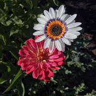 Image of Double Namaqua marigold