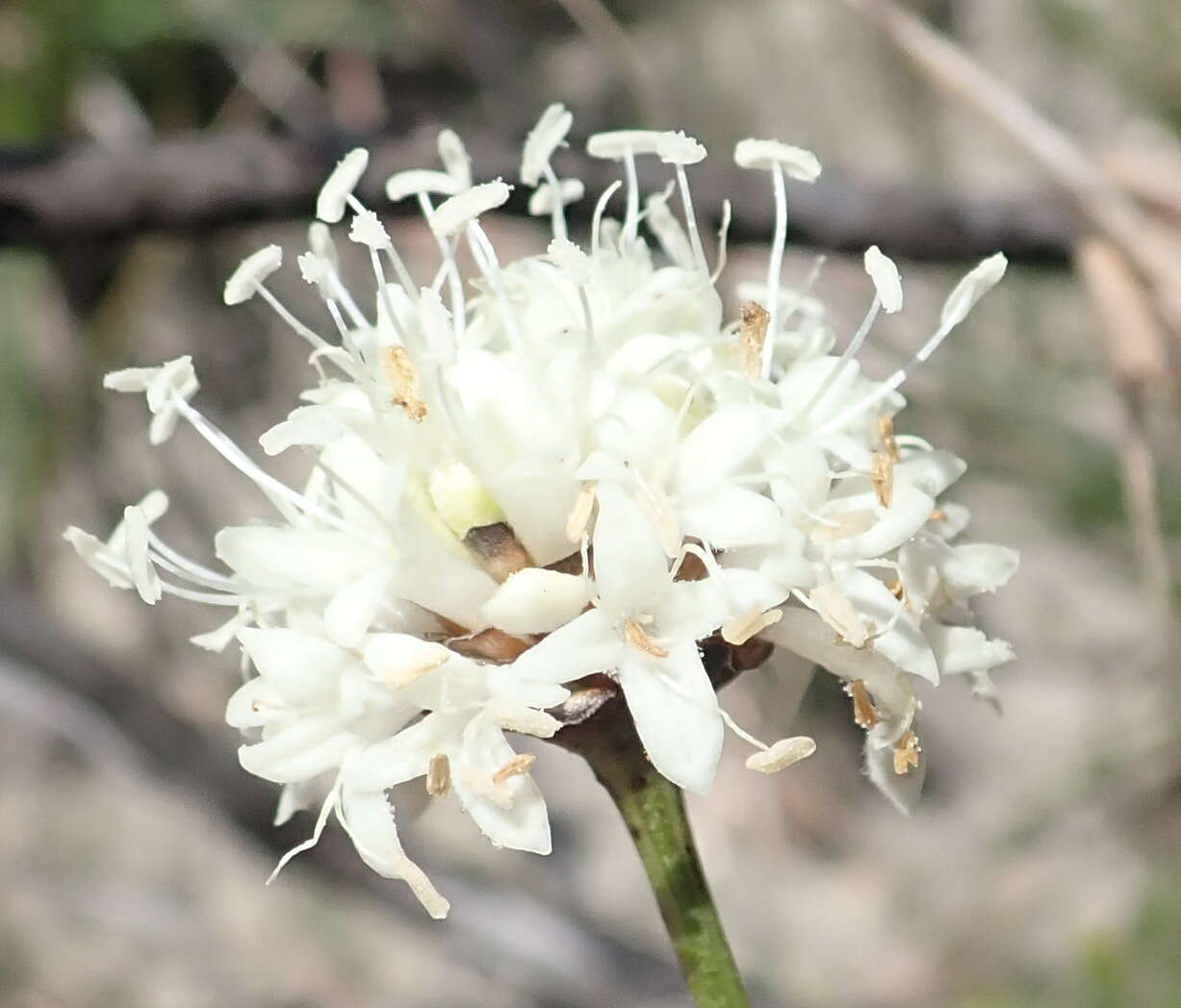 Image of Cephalaria humilis (Thunb.) Roem. & Schult.