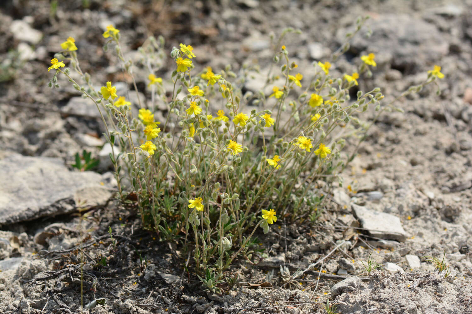 Image of Hoary Rock-rose