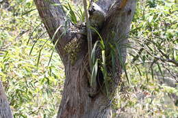 Image of Snake orchid