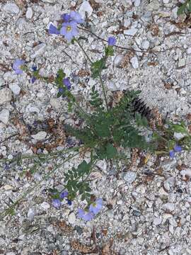 Image de Polemonium pulcherrimum subsp. lindleyi (Wherry) V. Grant