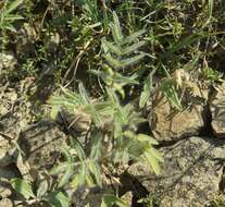 Image de Oxytropis pallasii Pers.