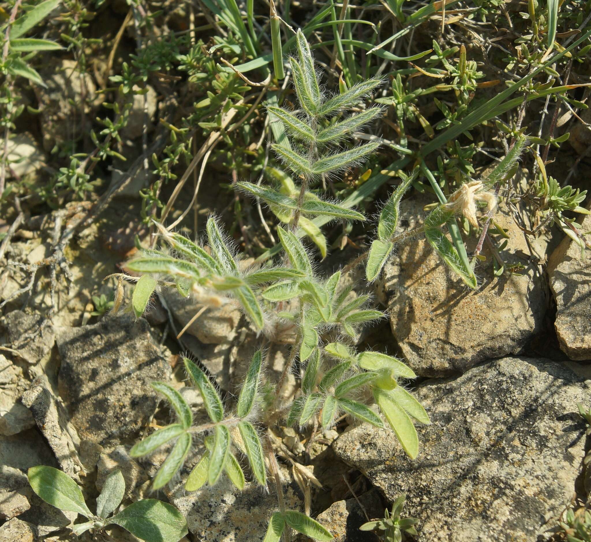 Image of Oxytropis pallasii Pers.