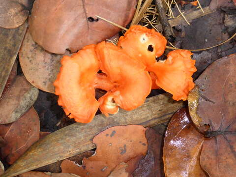 Image de Cantharellus coccolobae Buyck, P. A. Moreau & Courtec. 2016