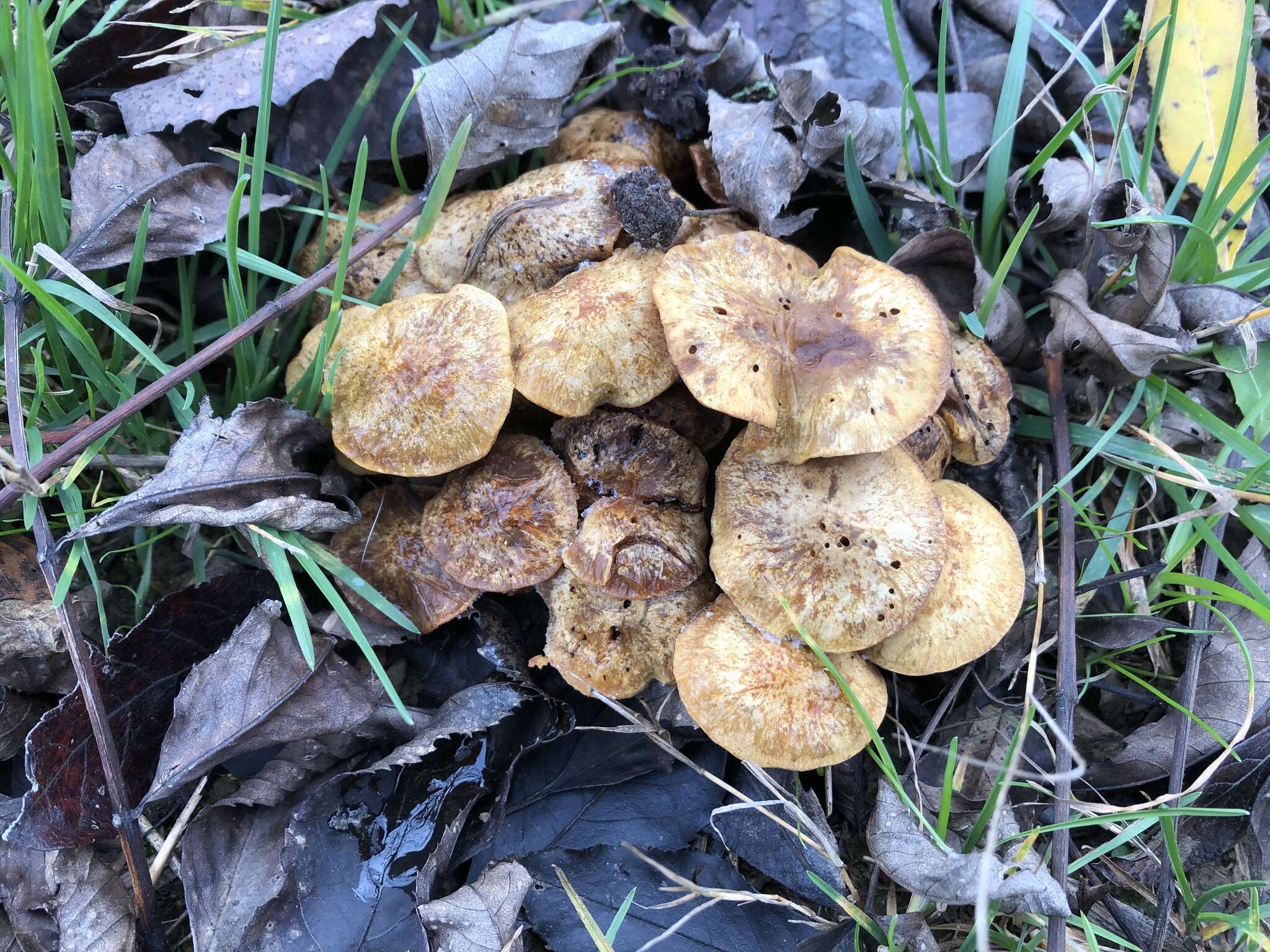 Image of slender pholiota