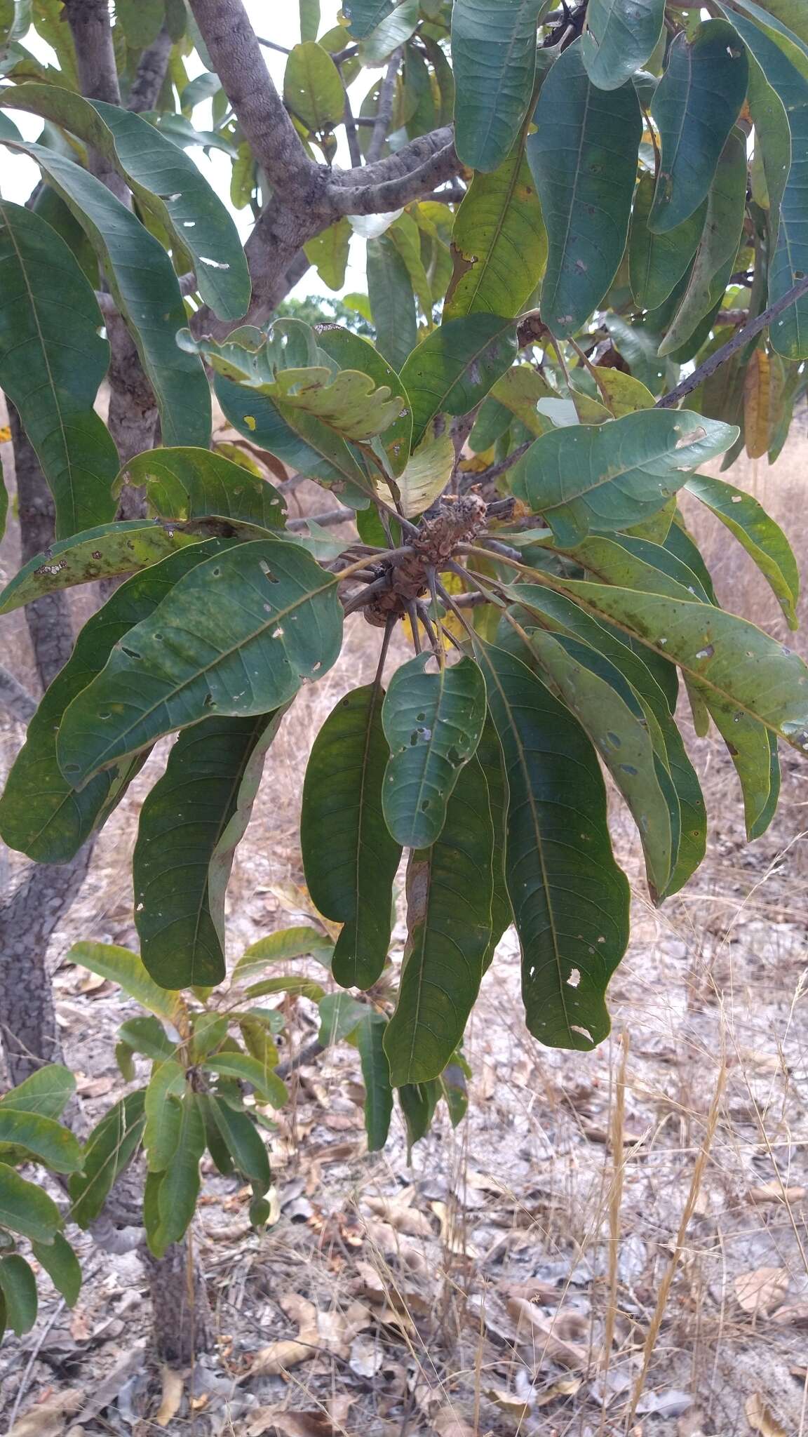 Image of Vochysia rufa Mart.