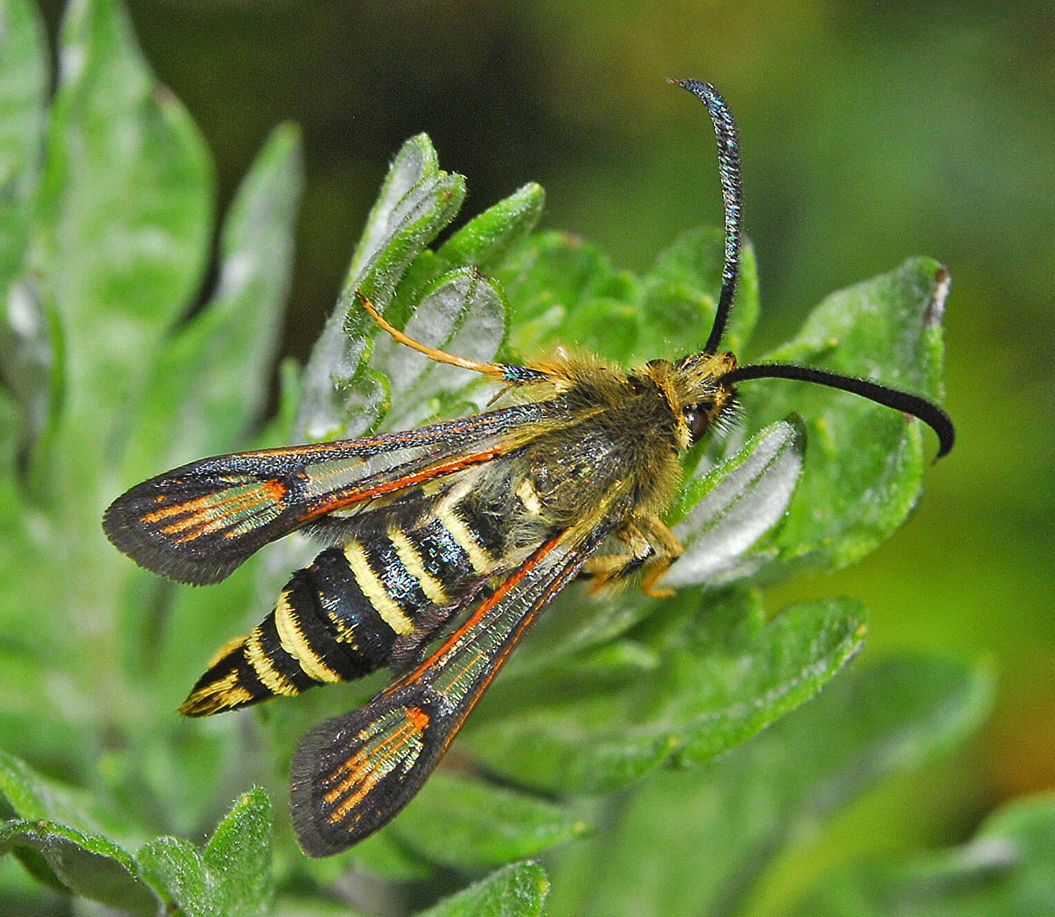 Image of Bembecia ichneumoniformis