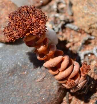 Image of Crassula columnaris subsp. prolifera Friedrich