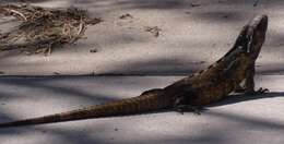 Image of Western Spiny-tailed Iguana