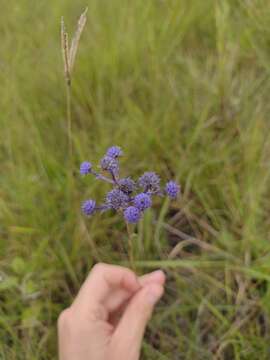 صورة Eryngium junceum Cham. & Schltdl.