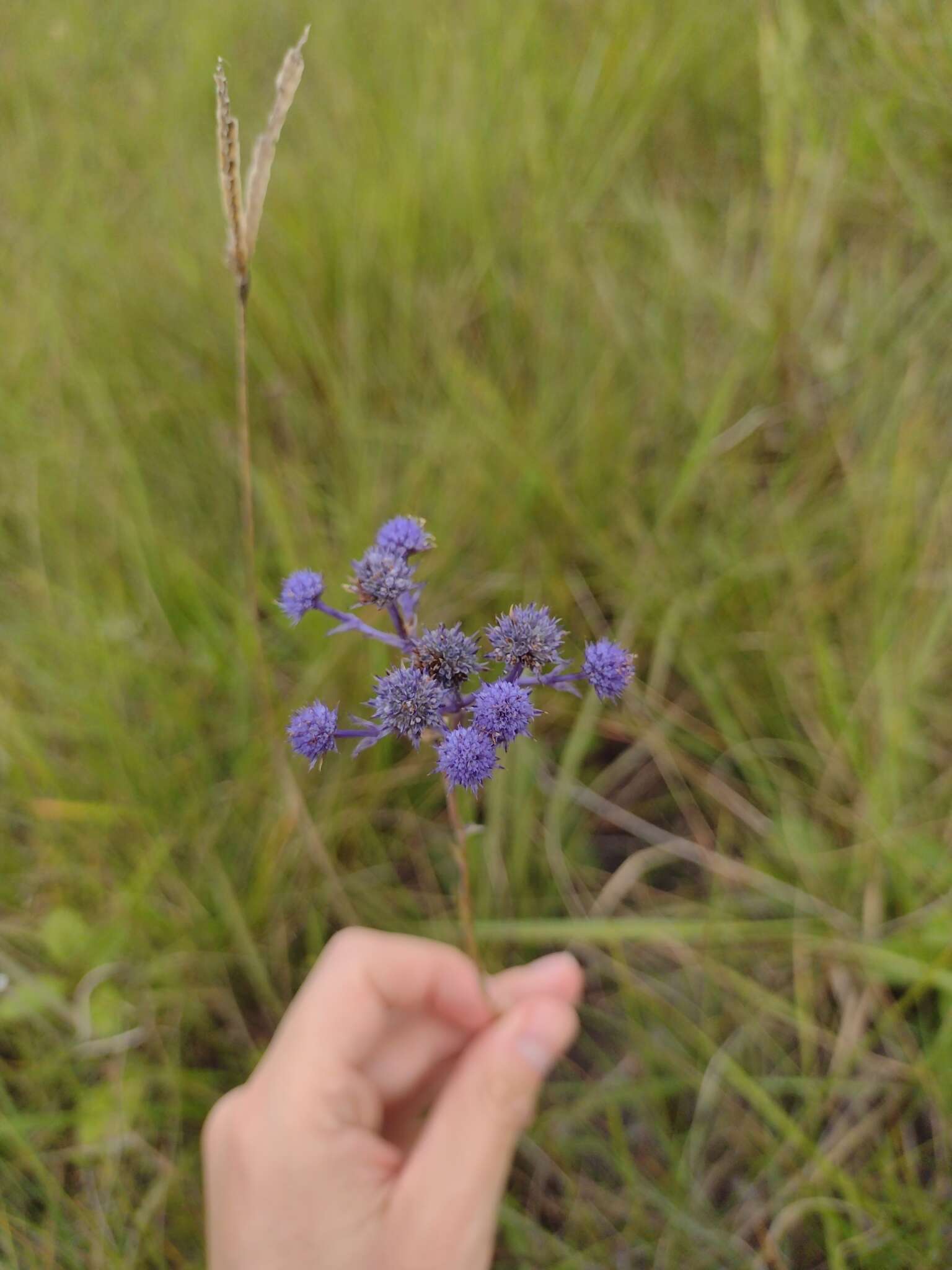 Image of Eryngium junceum Cham. & Schltdl.