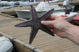 صورة Astropecten armatus Gray 1840