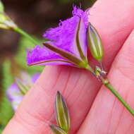 Image of Thysanotus tuberosus subsp. tuberosus