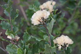 Image of Lowveld veronia