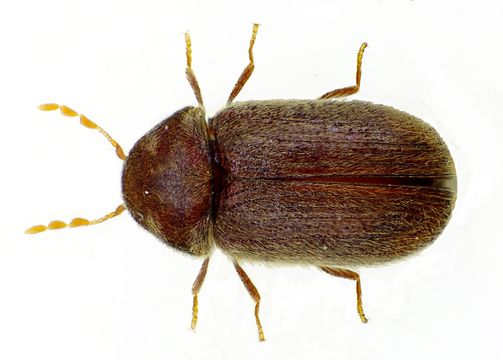 Image of drugstore beetle