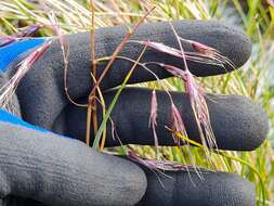 Image of Chionochloa ovata (Buchanan) Zotov