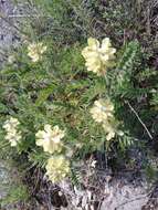 Oxytropis pilosa (L.) DC. resmi