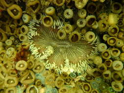 Image of beaded anemone