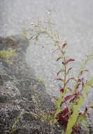 Image of Epilobium collinum C. C. Gmel.