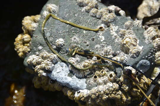 Image of Green Ribbon Worm